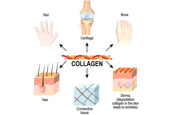 Collagen co mấy loại