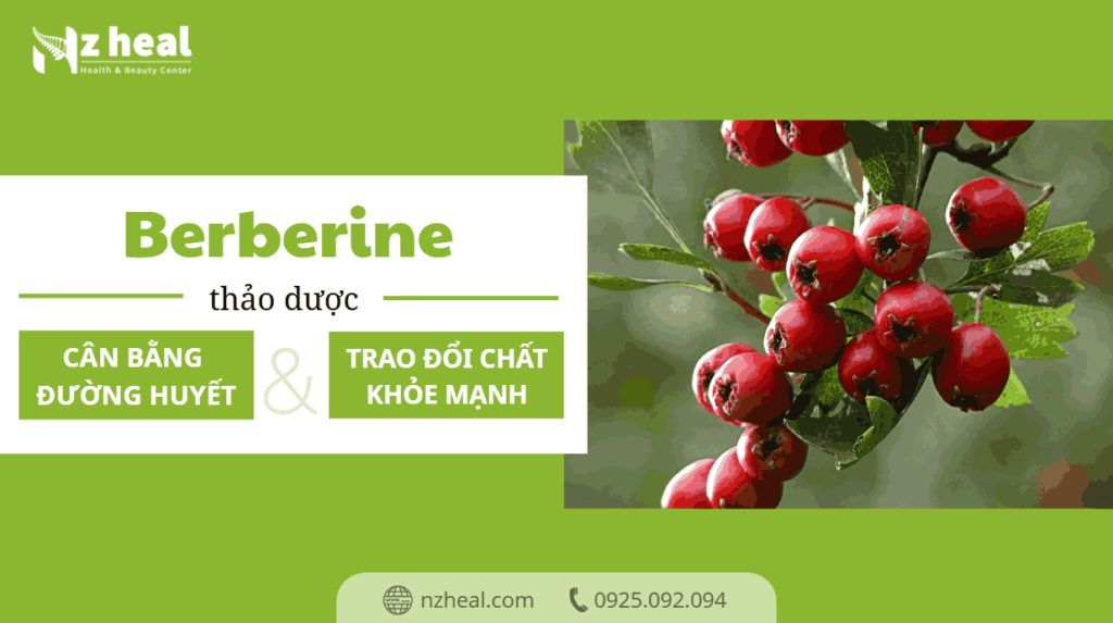 berberine-thao-duoc-can-bang-duong-huyet-va-trao-doi-chat-khoe-manh1