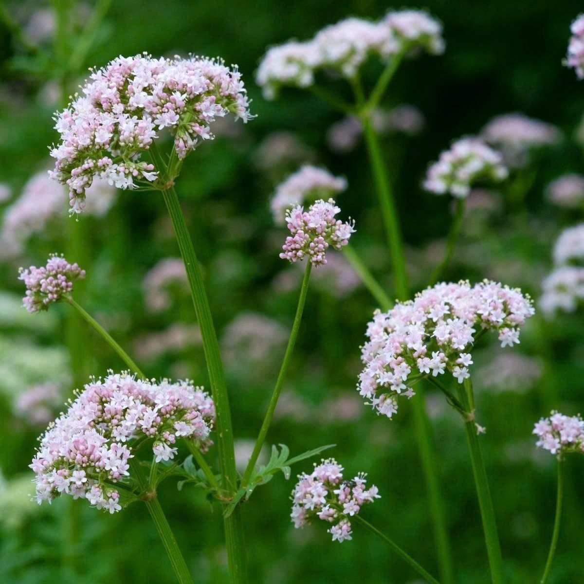 Xóa nỗi lo mất ngủ nhờ 4 thảo dược từ Harker Herbals Sleep Well