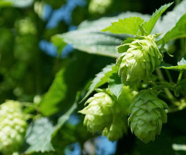 Xóa nỗi lo mất ngủ nhờ 4 thảo dược từ Harker Herbals Sleep Well