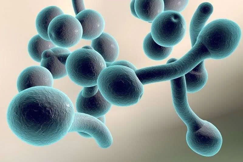 nam-candida-tai-phat-dai-dang-nguyen-nhan-va-huong-xu-ly-hieu-qua (2)