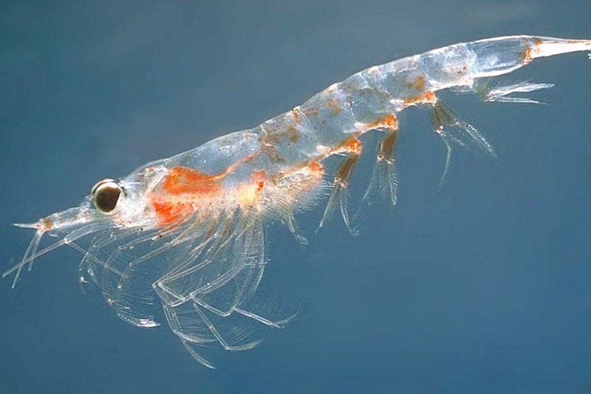 Dầu nhuyễn thể Krill Oil: Nguồn Omega 3 chất lượng cao 2